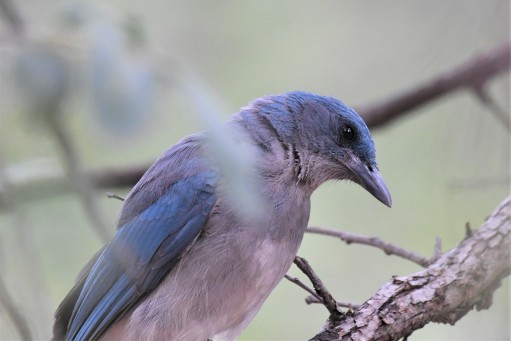 Mexican Jay - ML114553821