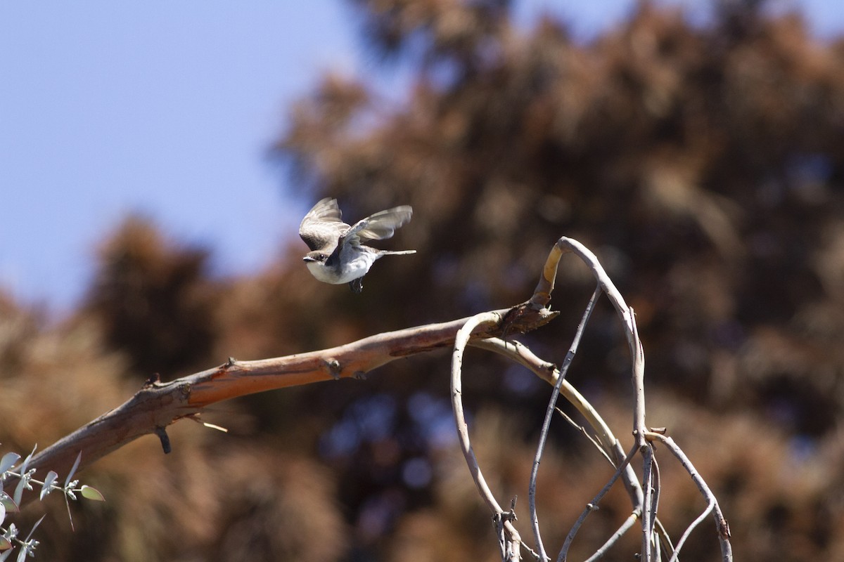 Eastern Kingbird - ML114557271
