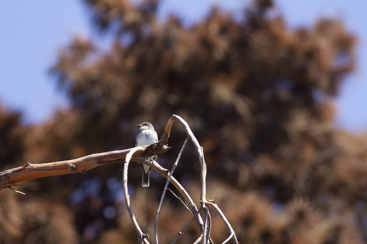 Eastern Kingbird - ML114557281