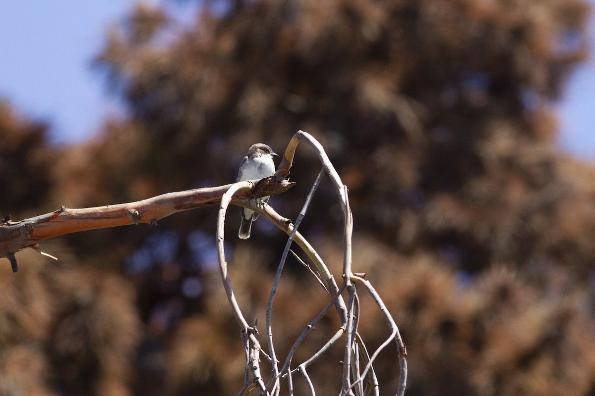 Eastern Kingbird - ML114557301