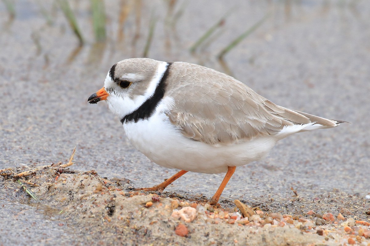 Piping Plover - Will Chatfield-Taylor