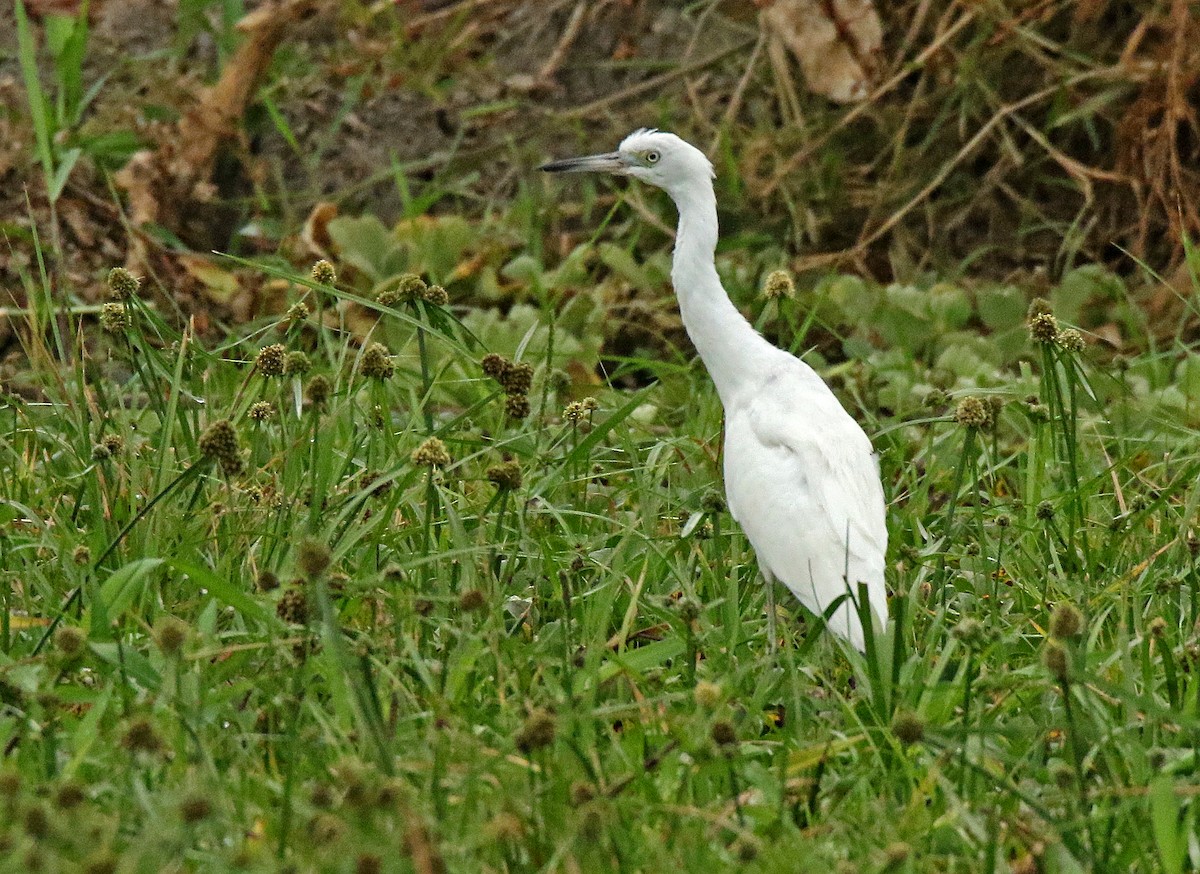 Little Blue Heron - ML114559571