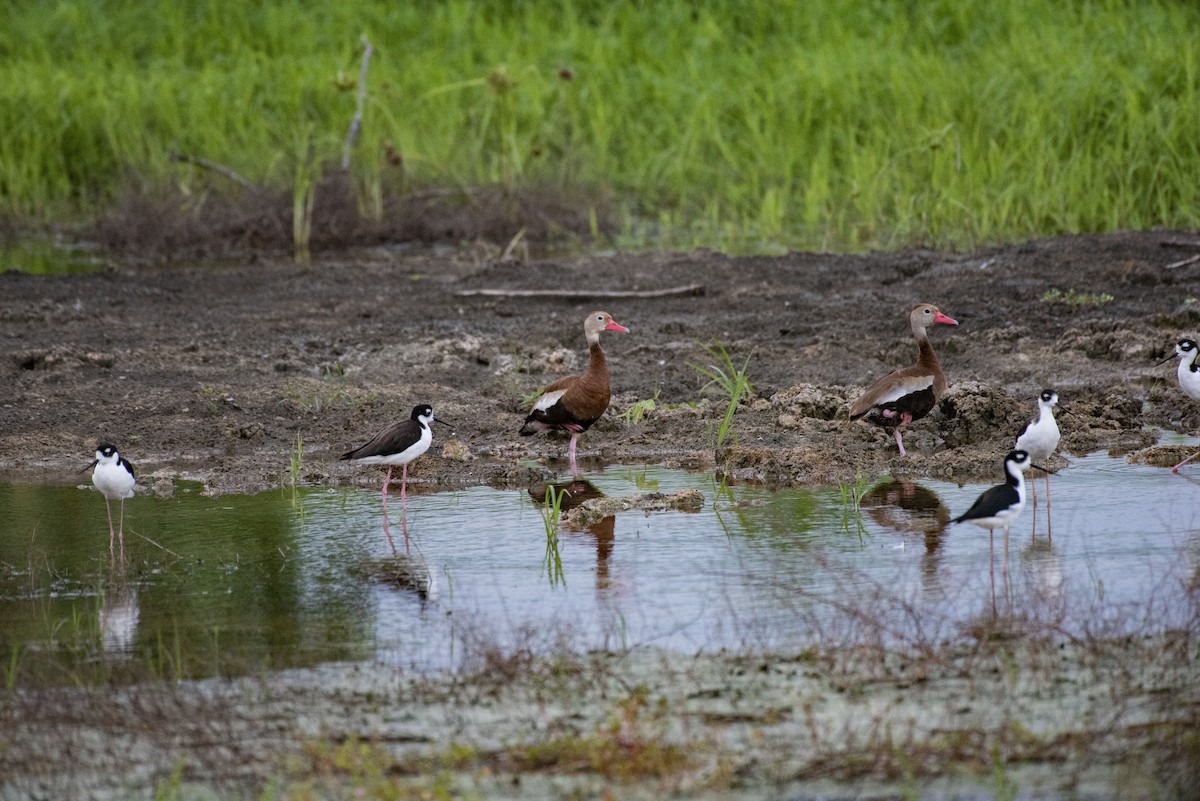 Black-bellied Whistling-Duck - Rolando Tomas Pasos Pérez