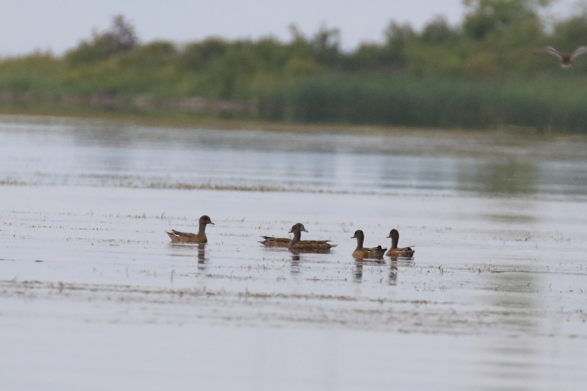 American Wigeon - Denis Tétreault