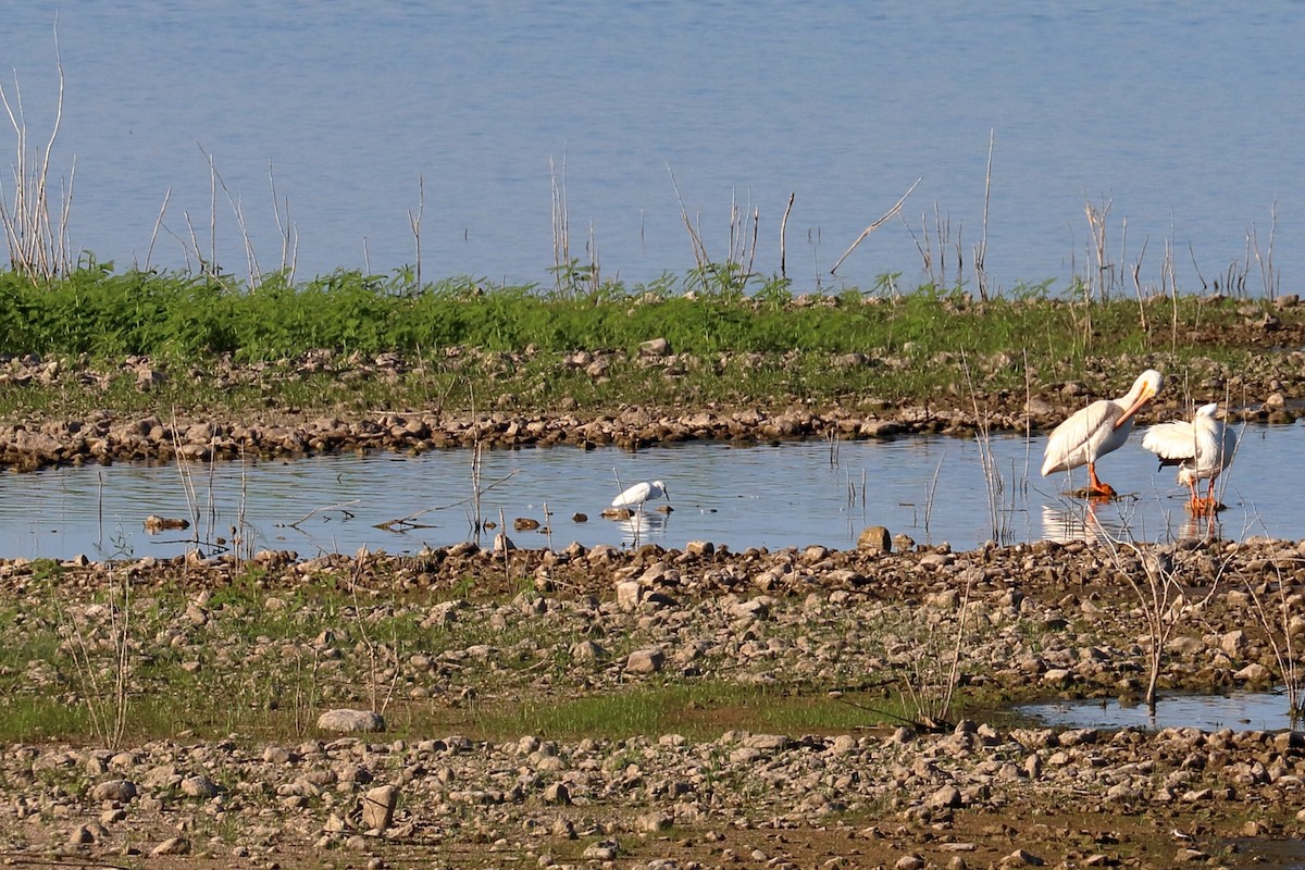 Snowy Egret - Lawrence Haller