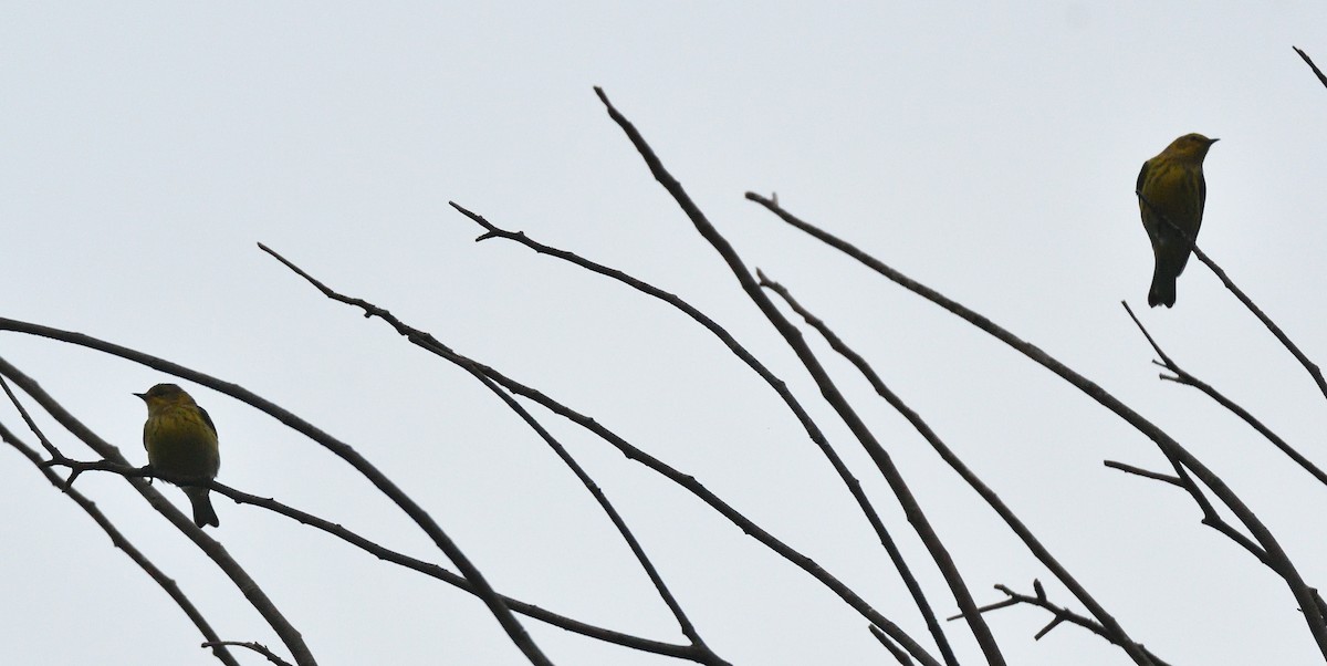Cape May Warbler - Dorrie Holmes