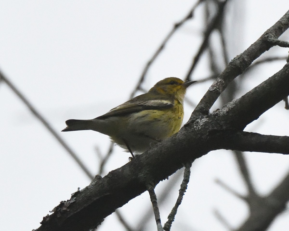 Cape May Warbler - Dorrie Holmes