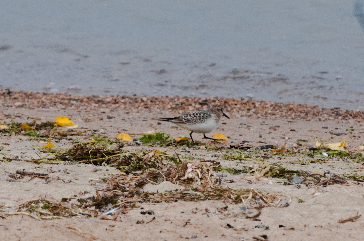 Baird's Sandpiper - David Britton