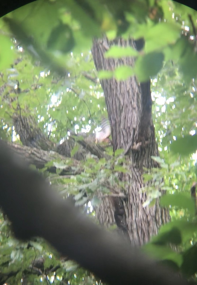 Red-shouldered Hawk - ML114564781