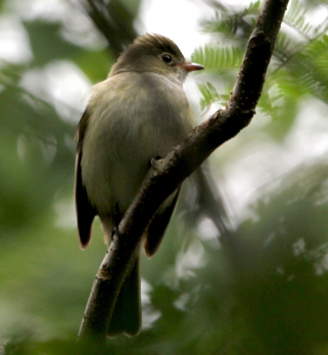 Small-billed Elaenia - ML114566011