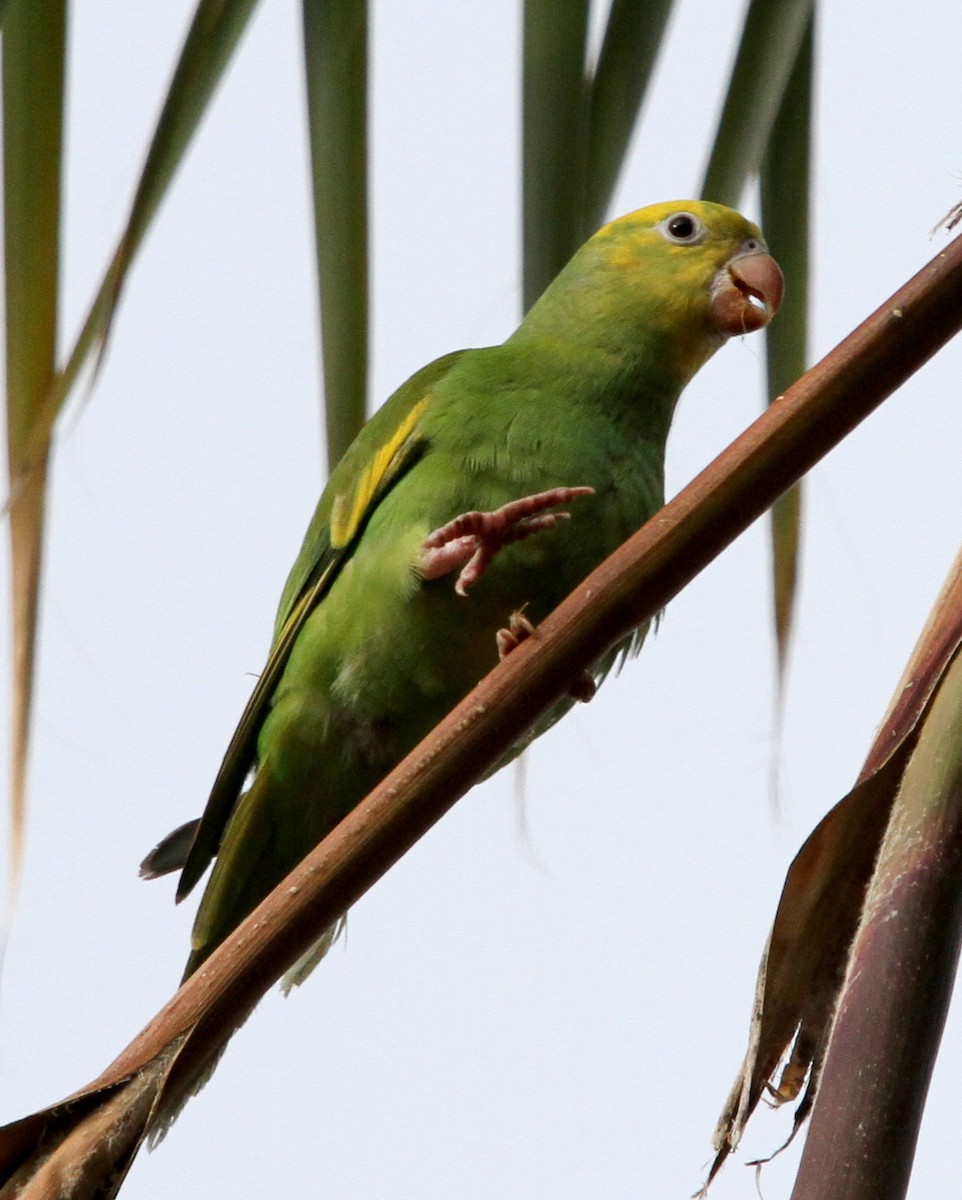 Yellow-chevroned Parakeet - Pedro Ayres