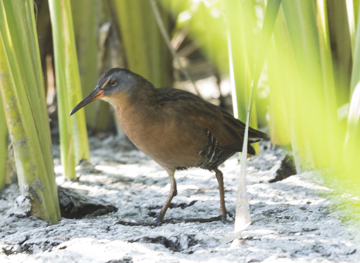 Virginia Rail - Terry  Hurst