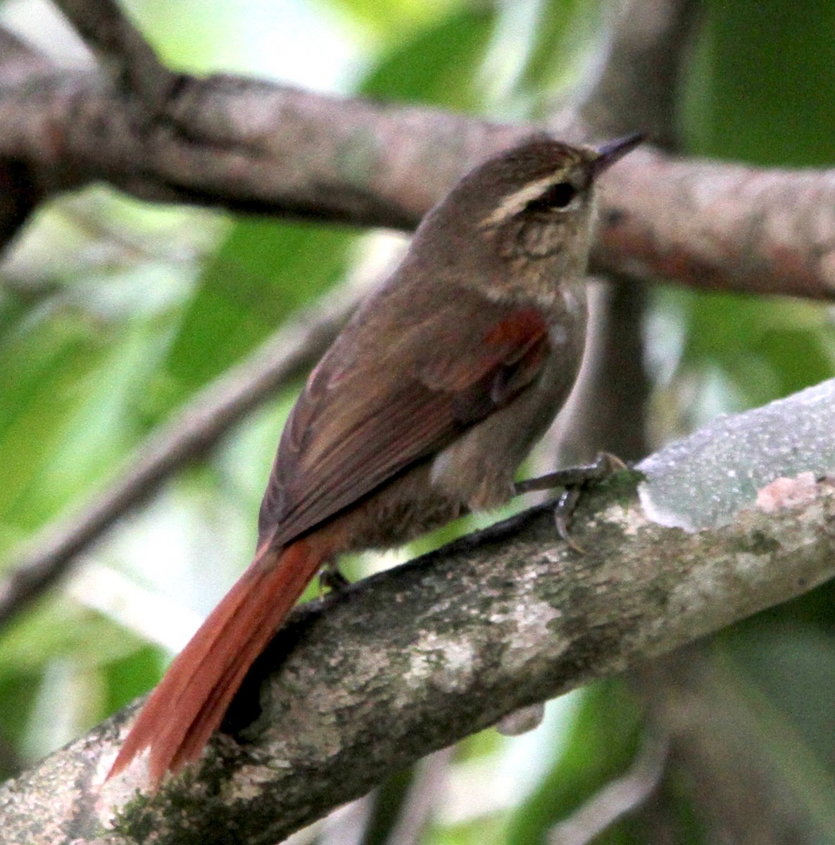 Olive Spinetail - ML114567261