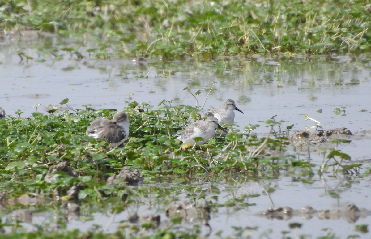 Western Sandpiper - ML114567851