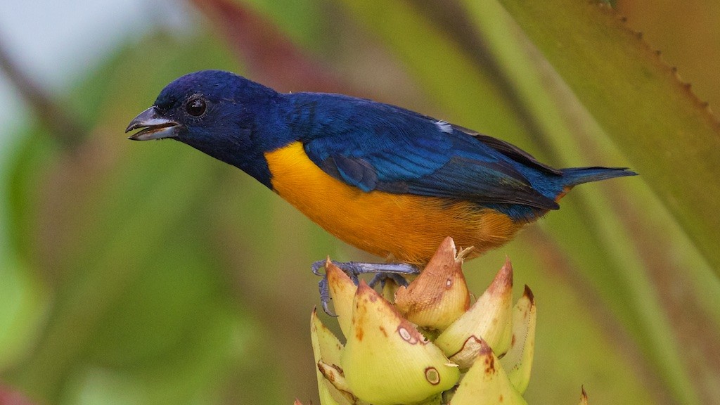 Rufous-bellied Euphonia - Ed Harper