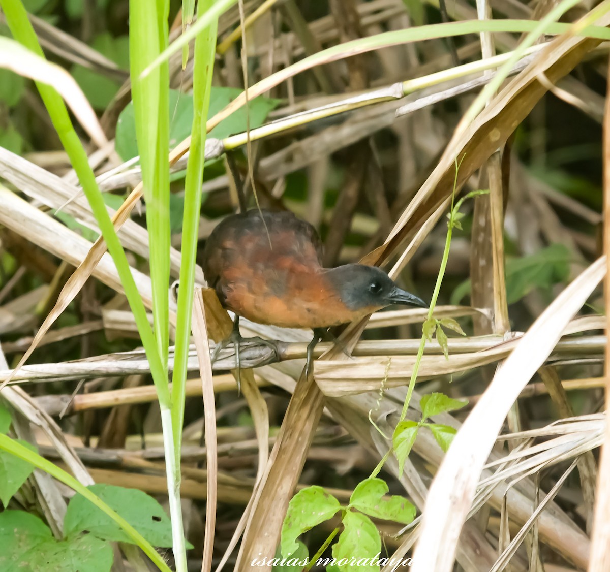 Ruddy Crake - ML114571111