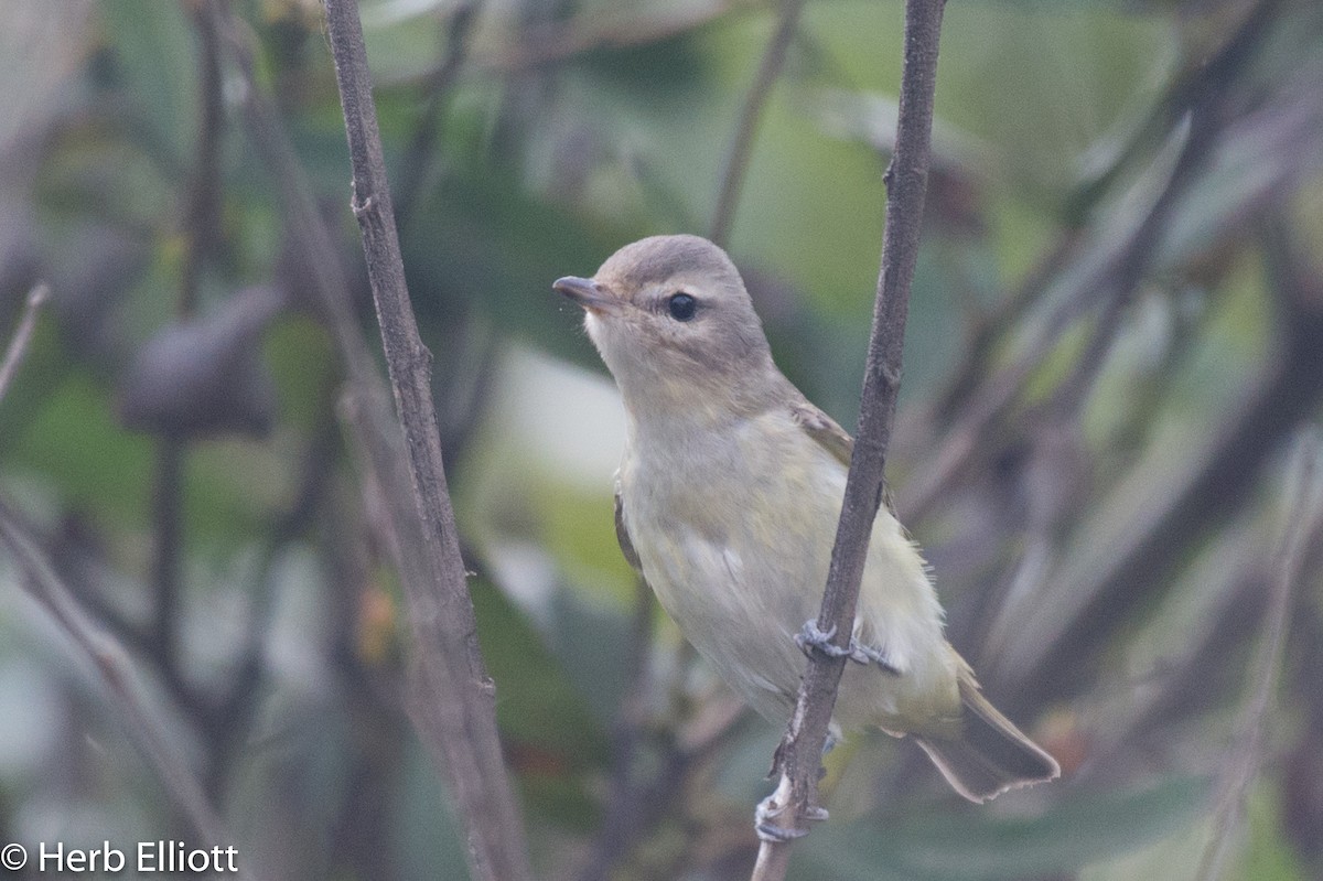 Warbling Vireo - Herb Elliott