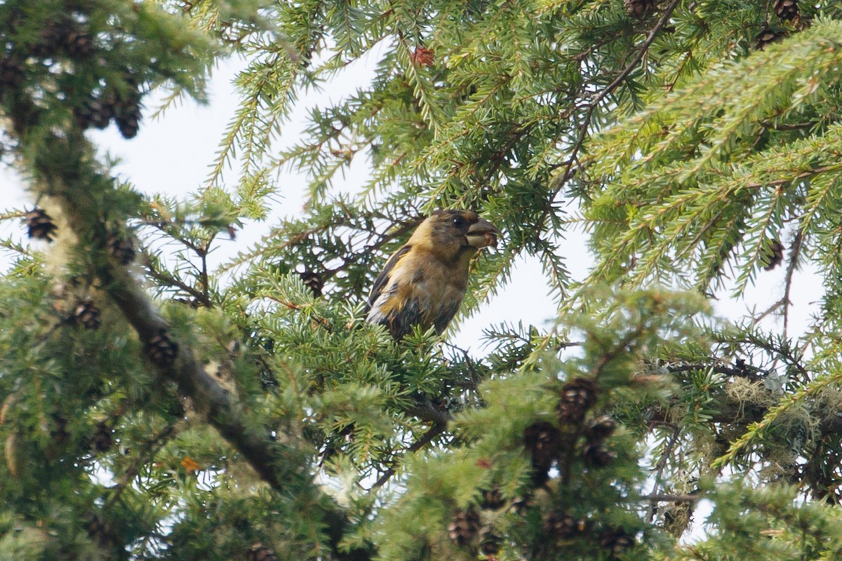 Evening Grosbeak - ML114572791