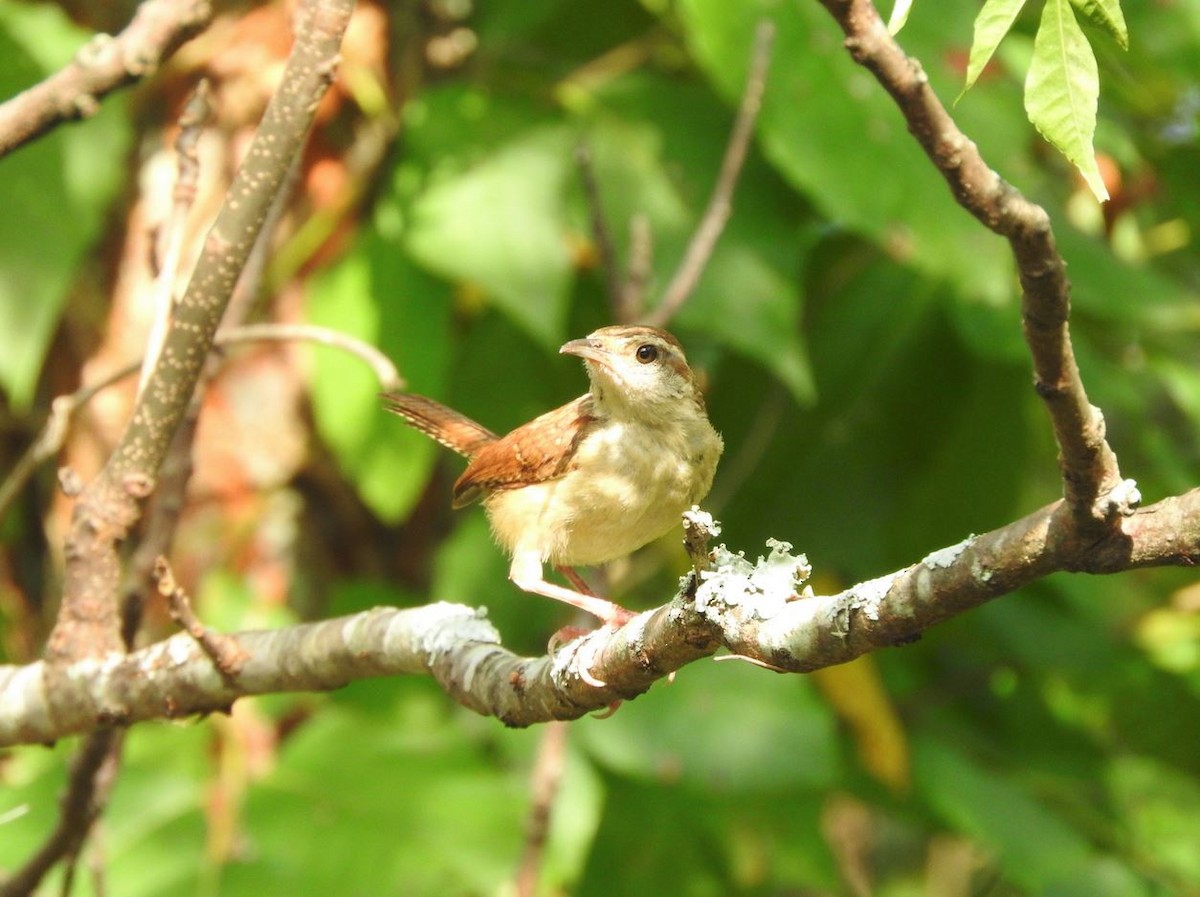 Carolina Wren - ML114573041