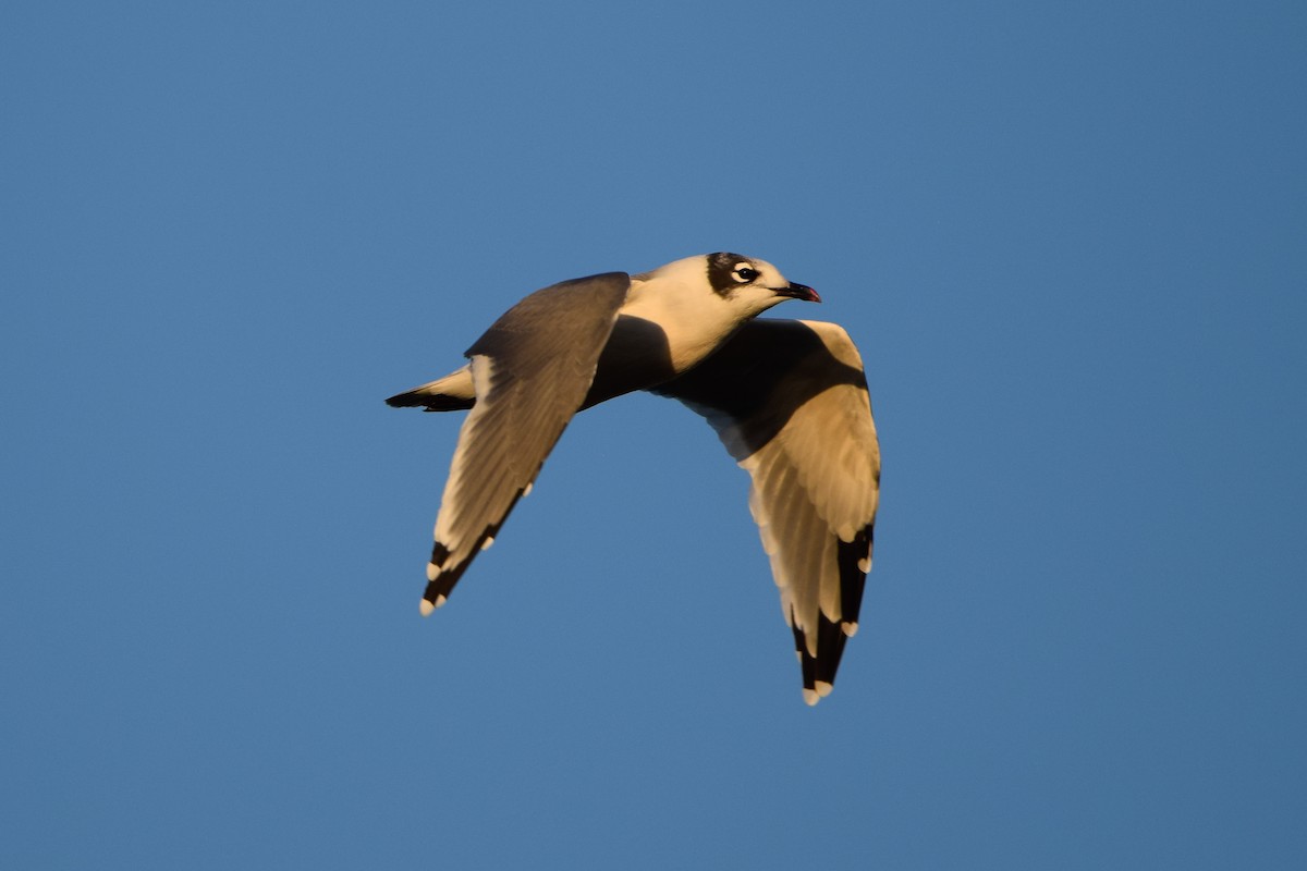 Franklin's Gull - Matt Longabaugh