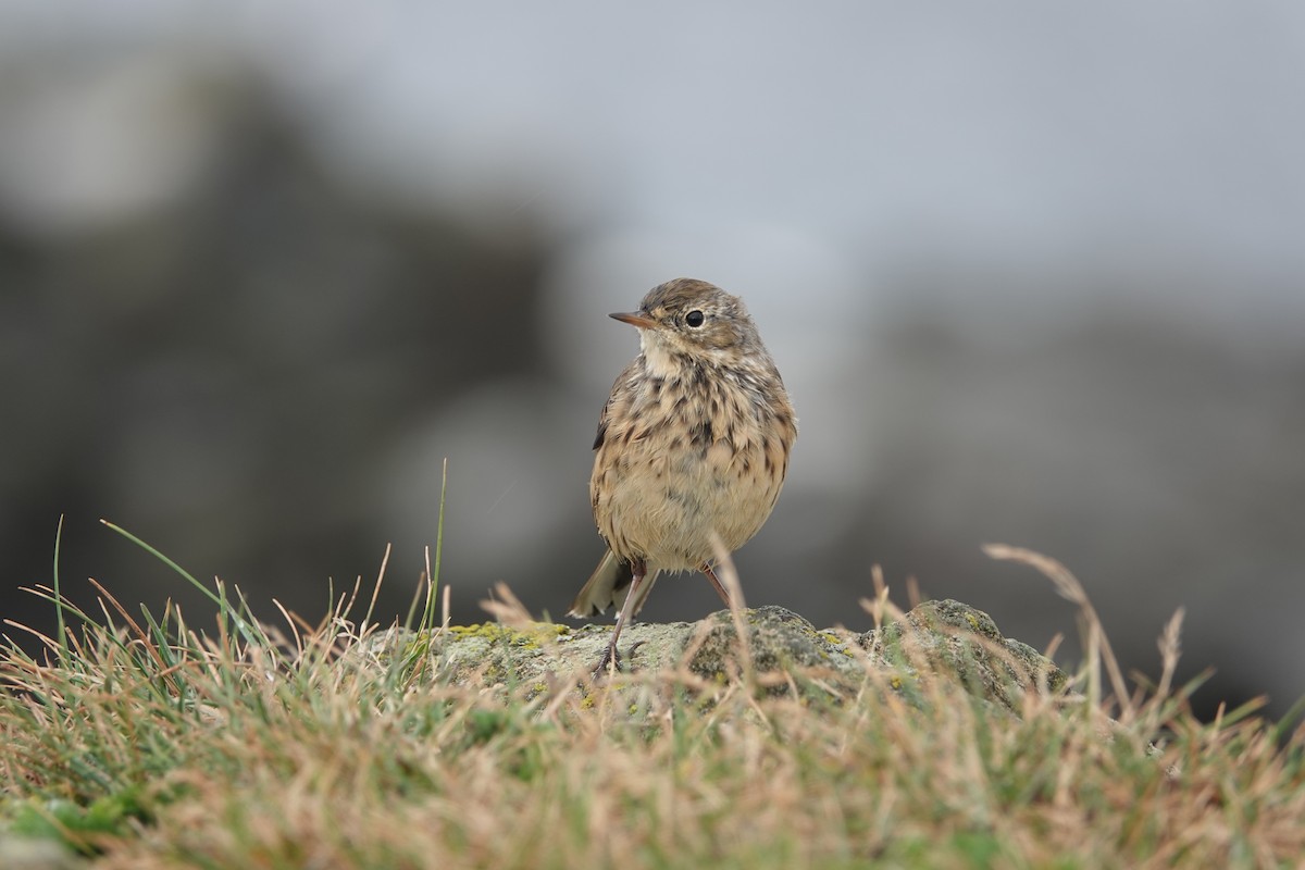 American Pipit - Leah Ramsay