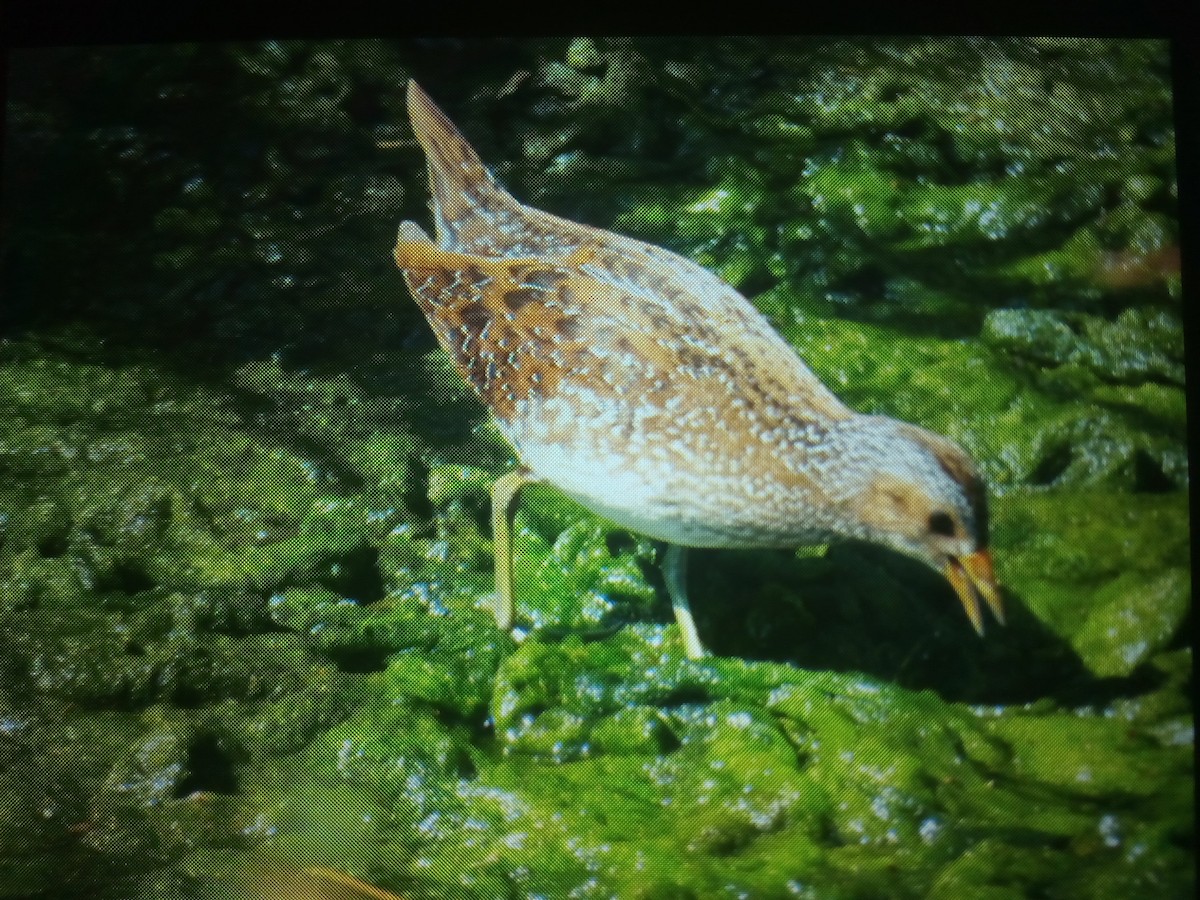 Spotted Crake - ML114576561