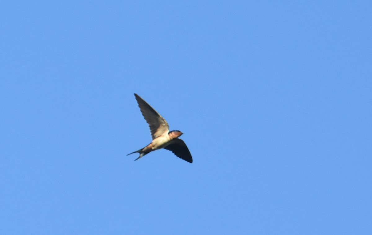 Barn Swallow - ML114576581