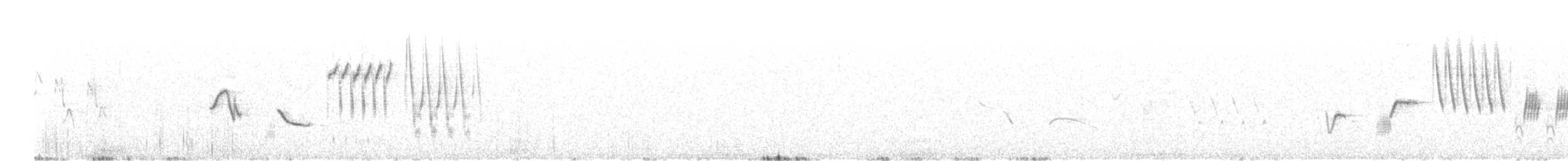 revespurv (megarhyncha gr.) (tykknebbrevespurv) - ML114577001