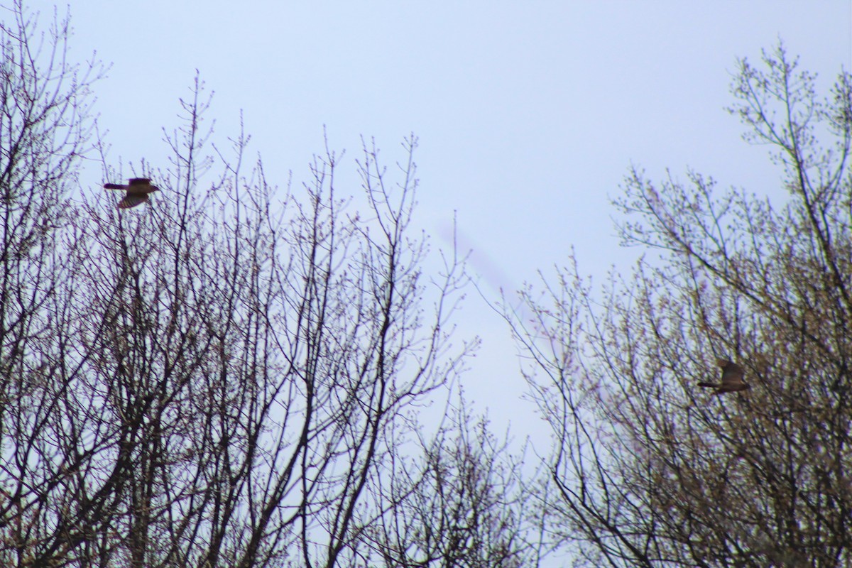 Cooper's Hawk - Jackie Mahland