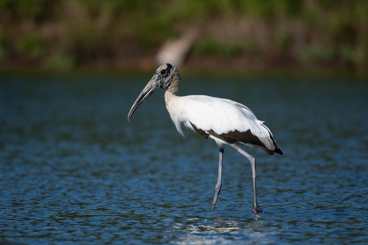 Wood Stork - Rio Dante