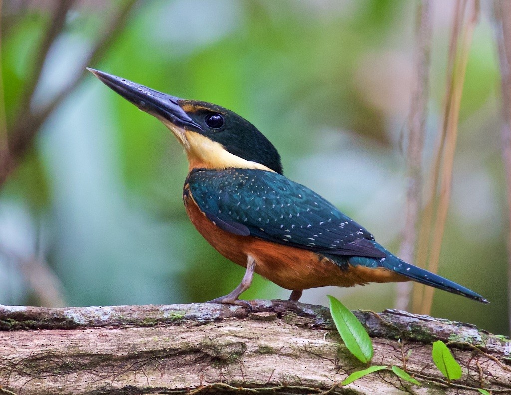 Green-and-rufous Kingfisher - Ed Harper