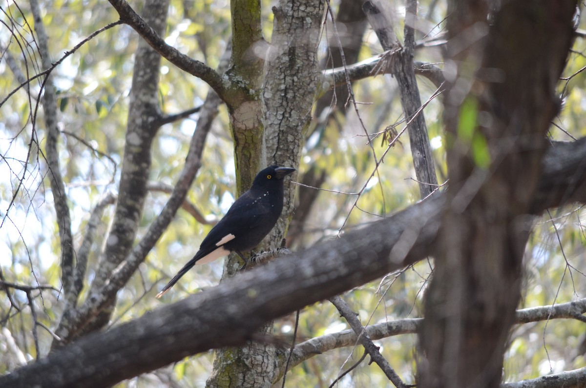 Pied Currawong - ML114580581