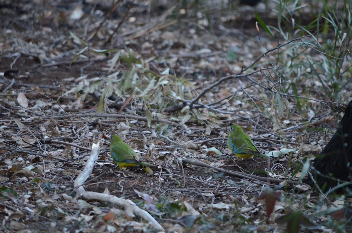 Turquoise Parrot - ML114580671