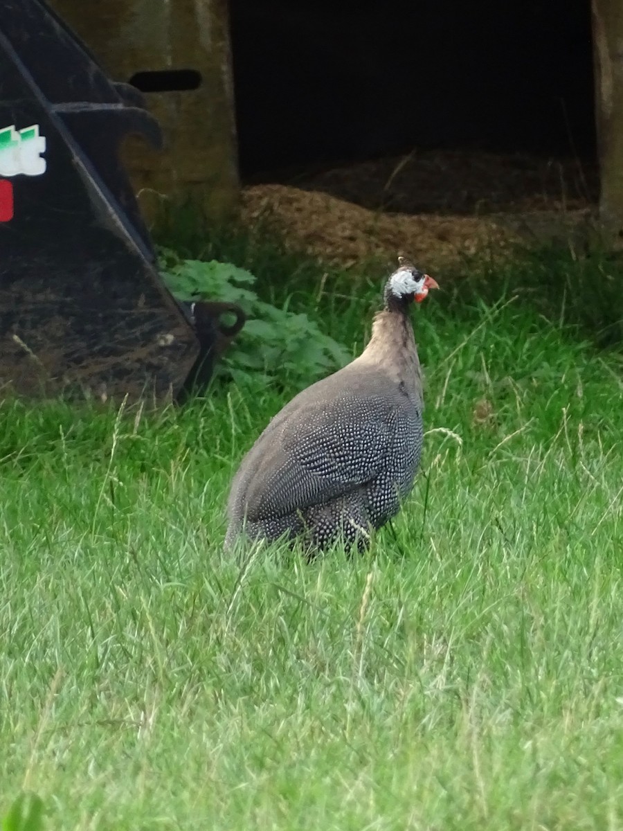 Helmeted Guineafowl - ML114581851