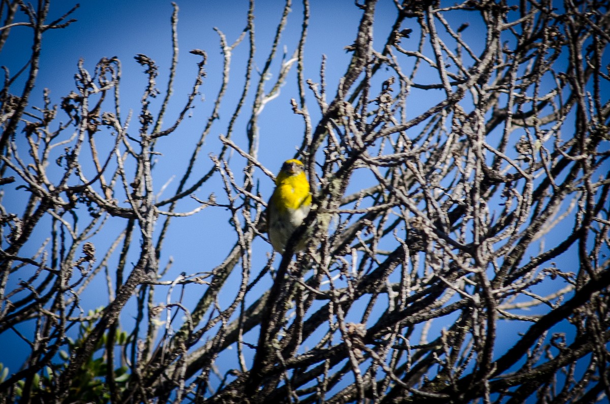 Schwarzmasken-Kleidervogel - ML114582731