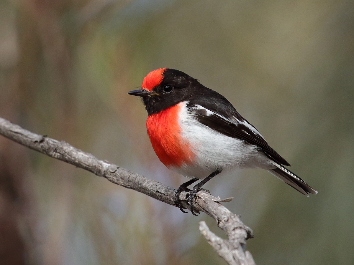 Red-capped Robin - Scott Eaton