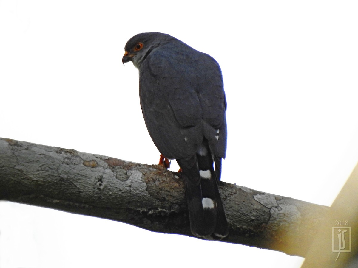 Little Sparrowhawk - ML114585761