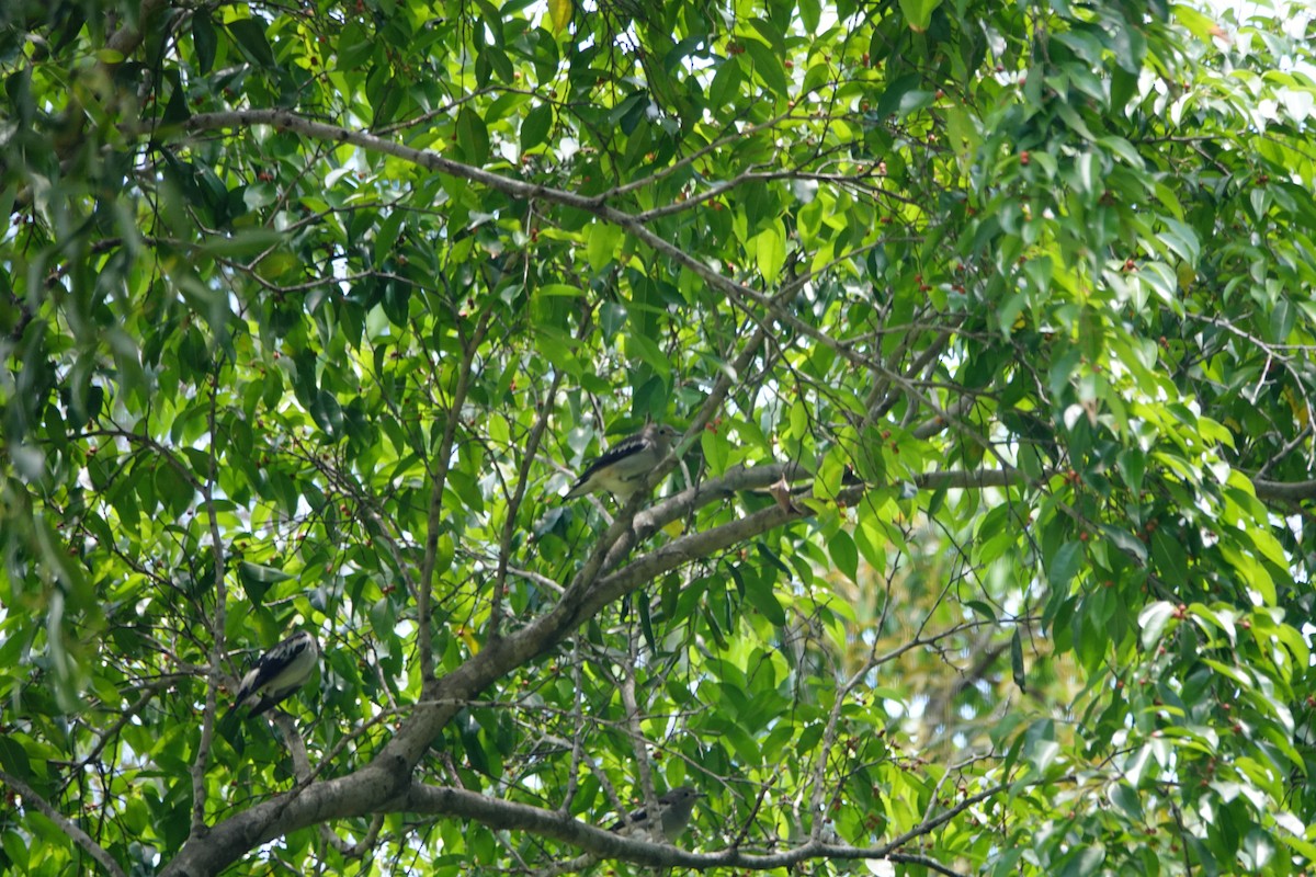 Daurian Starling - ML114590391