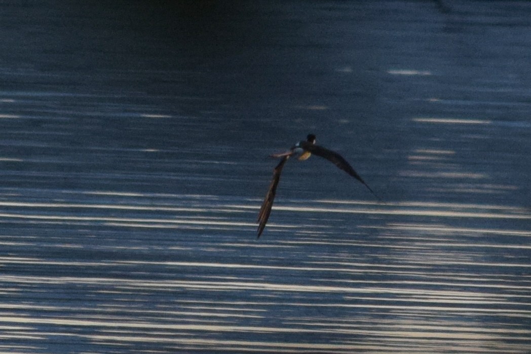 Black-necked Stilt - ML114592591