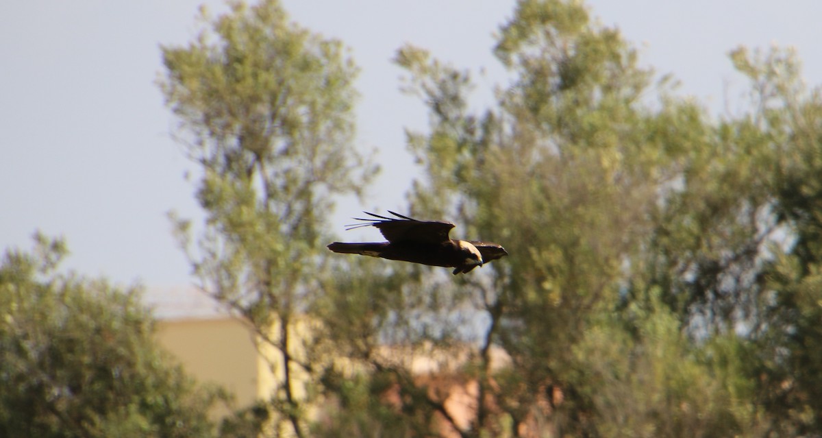 Western Marsh Harrier - Roy Collins