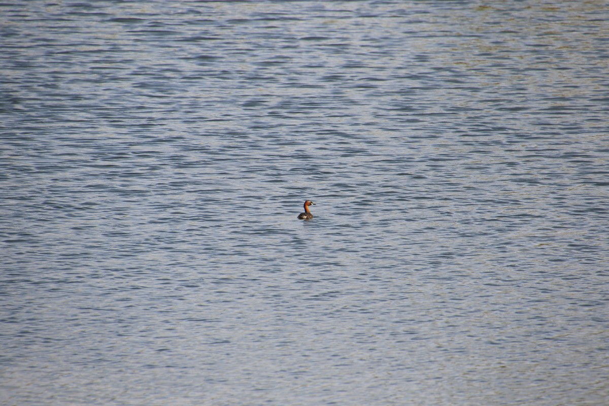 Little Grebe - Roy Collins