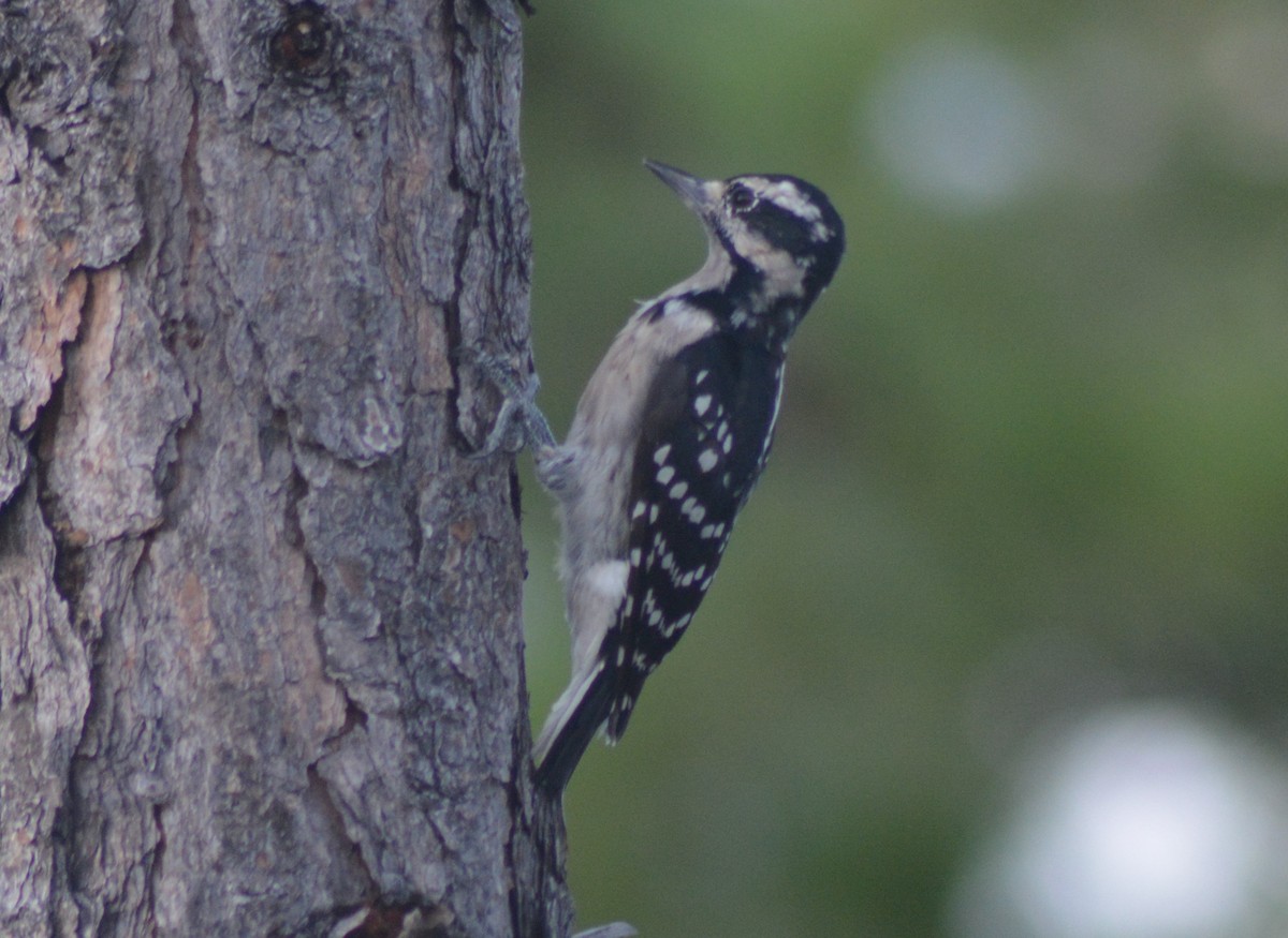 Hairy Woodpecker - ML114596051