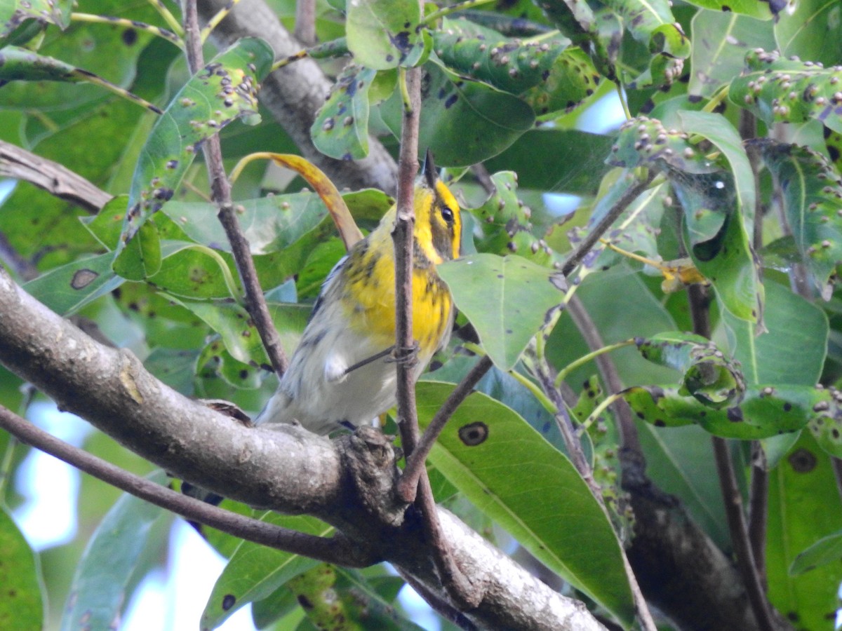 Townsend's Warbler - Dany Garcia