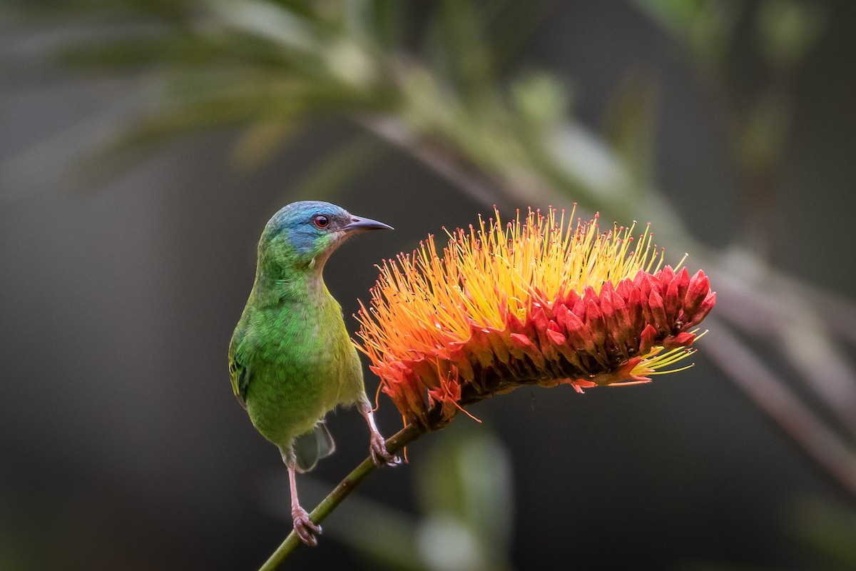 Blue Dacnis - Eden Fontes