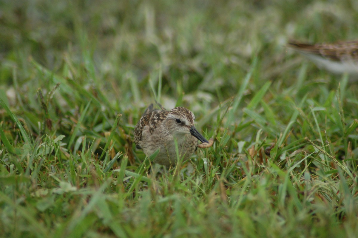 Semipalmated Sandpiper - ML114597671