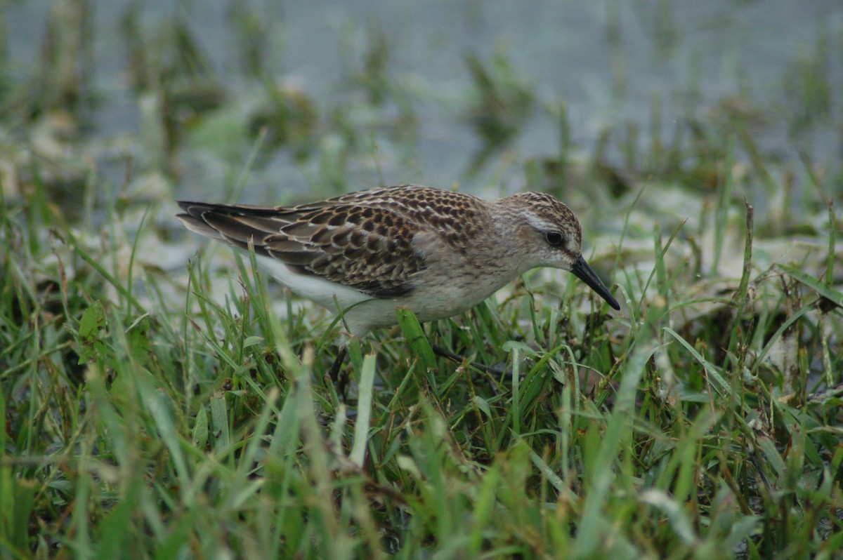 Semipalmated Sandpiper - ML114597701