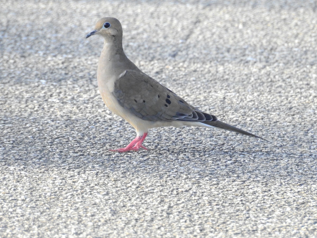 Mourning Dove - ML114598611