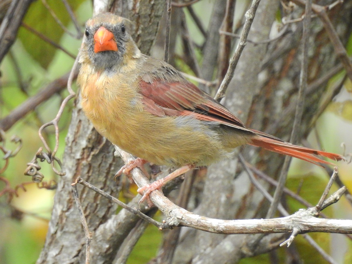 Northern Cardinal - ML114599351