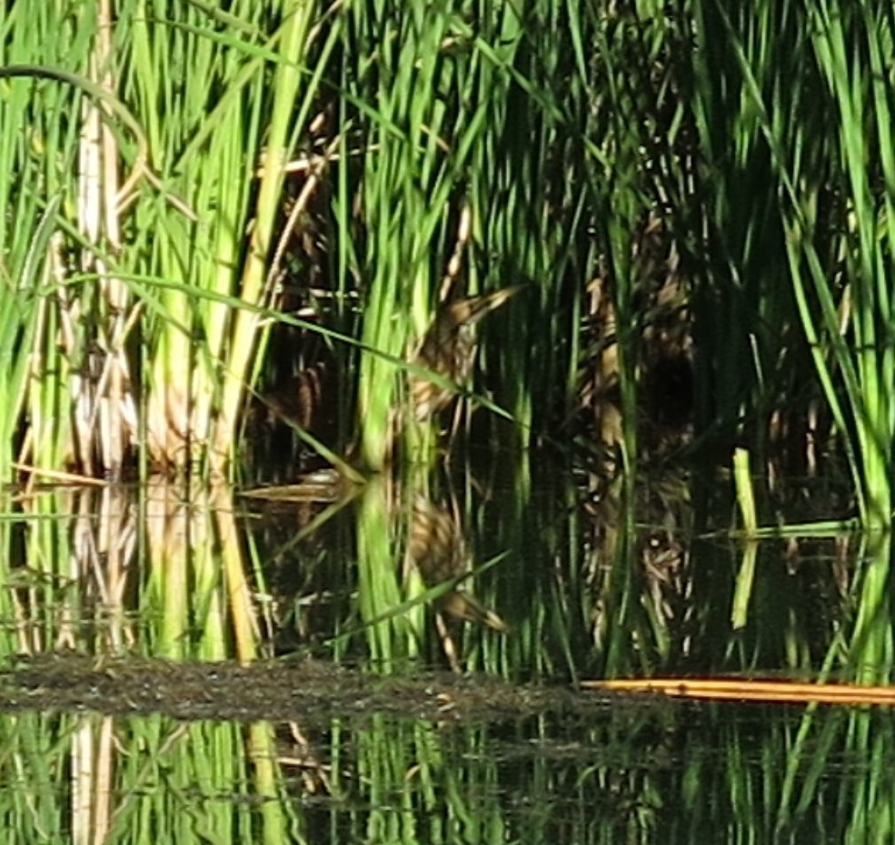 American Bittern - Nathan Ukens