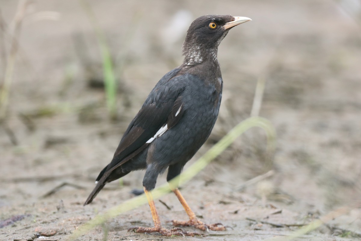 Crested Myna - ML114602461